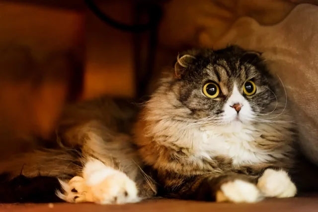 PCMAX ログインボーナス