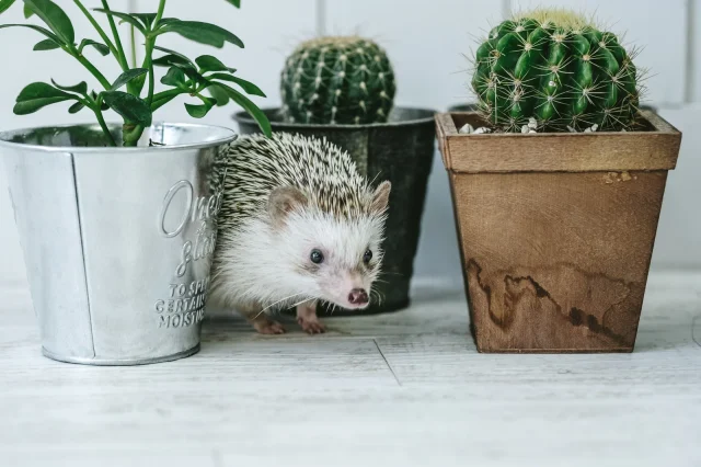 pcmax メールアドレス 業者