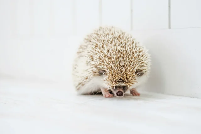 pcmax 業者 マジ送信