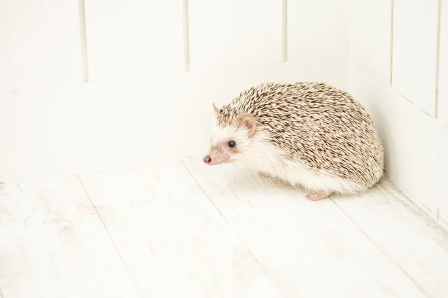 PCMAX 業者 メール