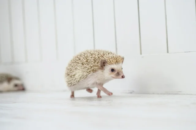 PCMAX お気に入り 業者