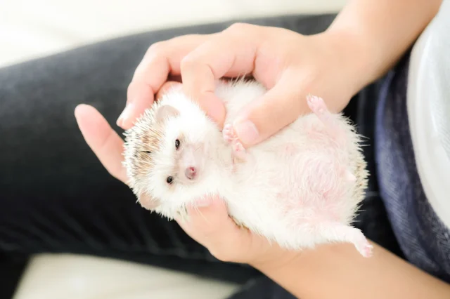 PCMAX 業者 会ってみた