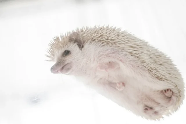 PCMAX お気に入り 業者